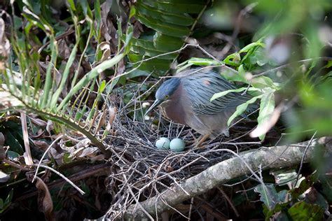 Nesting Green Heron • Points in Focus Photography