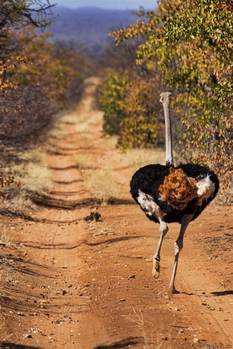 Ostrich Running – Jordan Peck