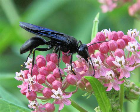 Great Black Wasp Photograph by Doris Potter - Fine Art America