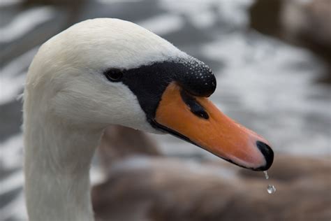 Swan Free Stock Photo - Public Domain Pictures