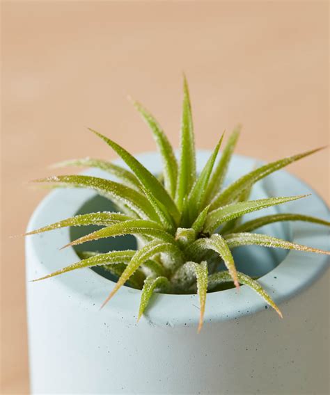 Air Plant 101: How to Care for Air Plants | Bloomscape