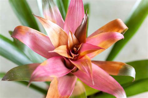 8 Easy-Care Flowering Houseplants