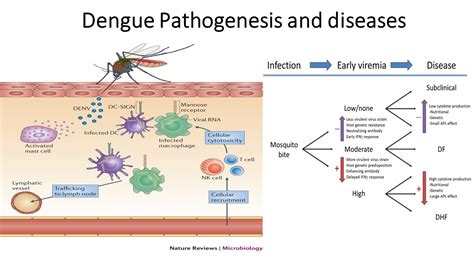 Dengue pathogenesis, clinical manifestation, lab diagnosis and ...