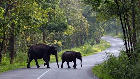 6 Best Wildlife Sanctuaries in Kerala for a Thrilling Time | Veena World