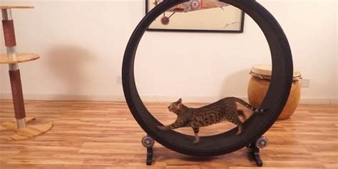 You Can Haz Hamster Wheel For Cats | HuffPost