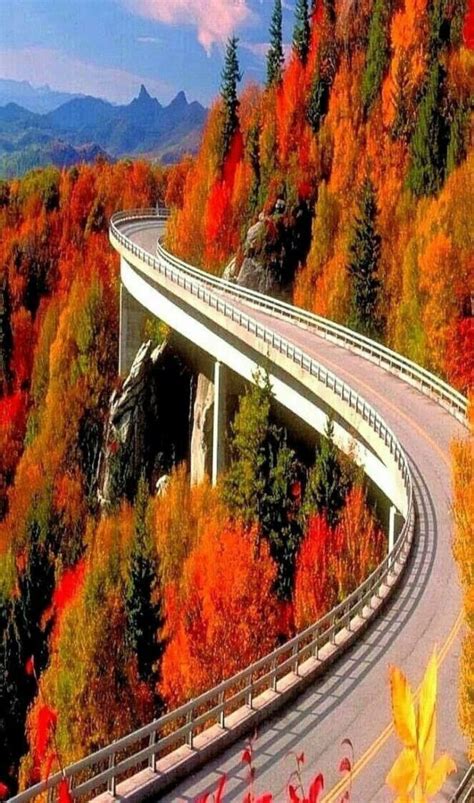 Fall Colors on Blue Ridge Parkway - Colorful leaves of trees