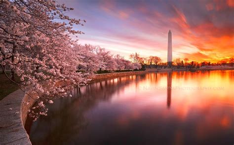 The Washington Monument at sunset amongst beautiful Cherry Blossoms ...