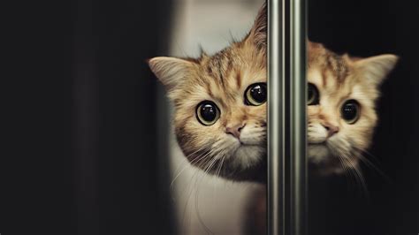 Light Brown Cat Face Is Reflecting On Mirror 4K HD Cat Wallpapers | HD ...