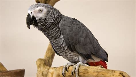 African Grey Parrot - Everything You Need to Know About