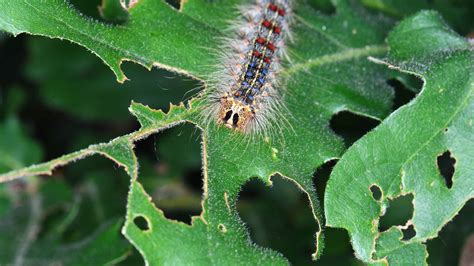 Spongy Moth Pictures - AZ Animals