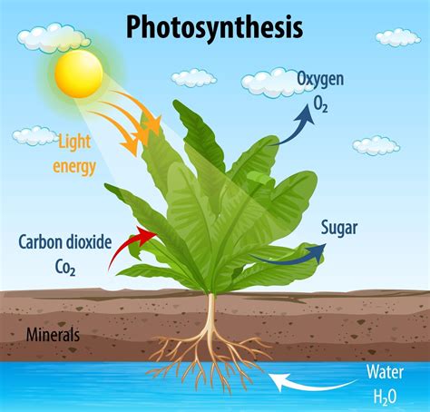 Photosynthesis Diagram Schematic Vector Illustration Of The | The Best ...