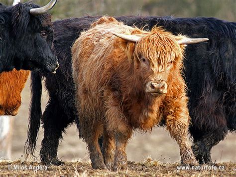 Highland Cattle Photos, Highland Cattle Images, Nature Wildlife ...