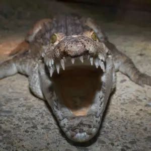 Philippine Crocodile - Facts, Diet, Habitat & Pictures on Animalia.bio