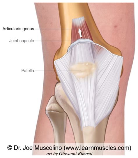 Visual Anatomy 視覚解剖学