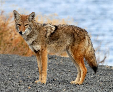 File:Coyote Tule Lake CA.jpg - Wikimedia Commons