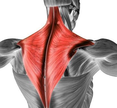 Trapezius Pain: Causes & Treatment - Shoulder Pain Explained (2023)