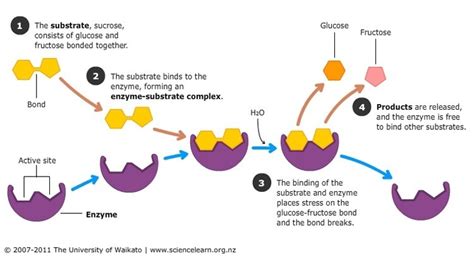 Enzyme Substrate Diagram