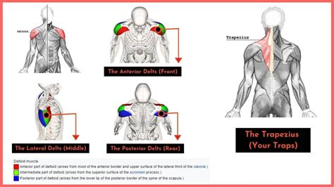 3 AWESOME Resistance Band Shoulder Workouts – Fitbod