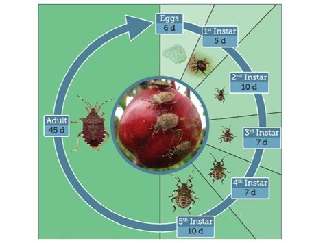 Brown Marmorated Stink Bug | Piedmont Master Gardeners