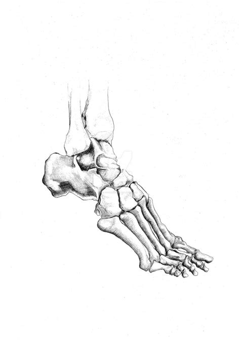 Foot Skeleton Drawing at GetDrawings | Free download