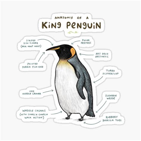 "Anatomy of a King Penguin" Sticker for Sale by SophieCorrigan | Redbubble