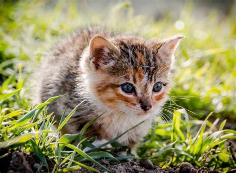 Kittens vs Puppies Photo Contest Winners - VIEWBUG.com