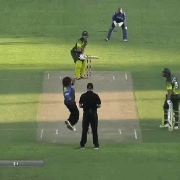 Cricket Crickets GIF - Cricket Crickets - Discover & Share GIFs