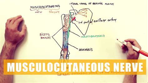 Musculocutaneous Nerve - Anatomy Diagram - YouTube