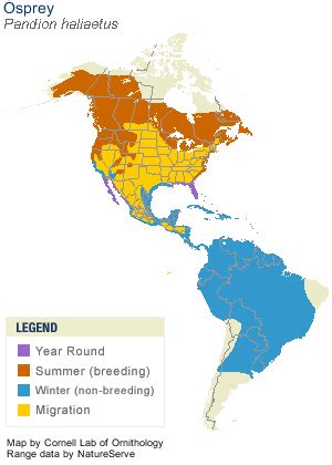 Osprey, Life History, All About Birds - Cornell Lab of Ornithology