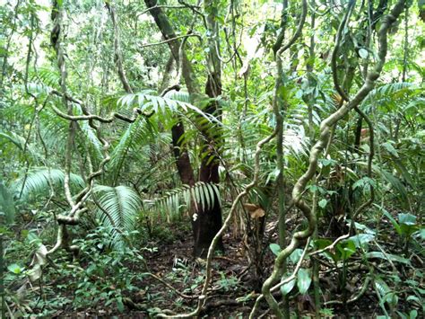 Plant Adaptations - Tropical Rain forest: Congo (Africa)