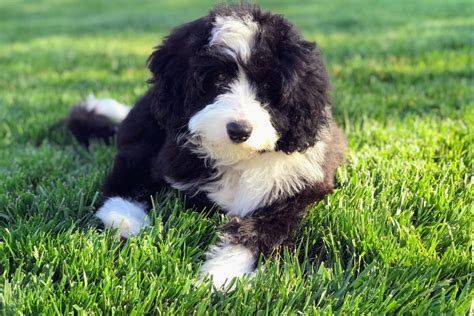 15+ Bernedoodle Colors And Coat Patterns Explained