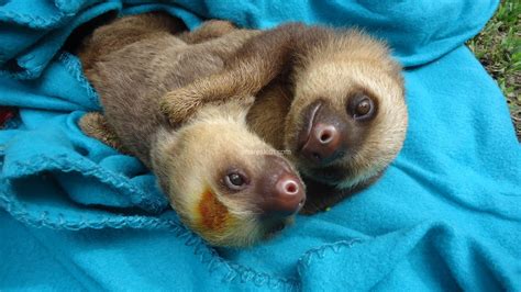 Cuddling Sloth Wallpapers - Wallpaper Cave