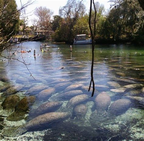 Three Sisters Springs | Places in florida, Florida travel, Florida vacation