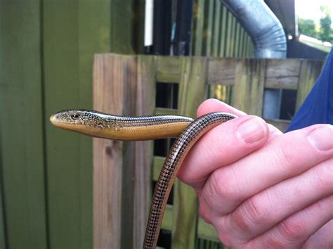 Glass lizards: shy island denizens | Ocracoke Observer