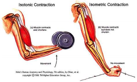 Types of Muscle contraction - SPORTS &SCIENCE CONNECTION - MUSCULAR SYSTEM