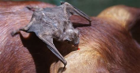 How we discovered the vampire bats that have learned to drink human blood