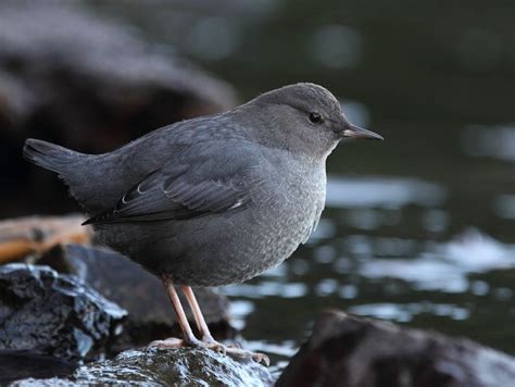 American Dipper | by Canonshooterman Water Bill, Dipper, Bird Photo ...