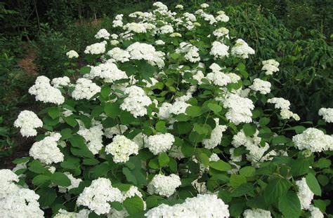 Hydrangea arborescens - Alchetron, The Free Social Encyclopedia