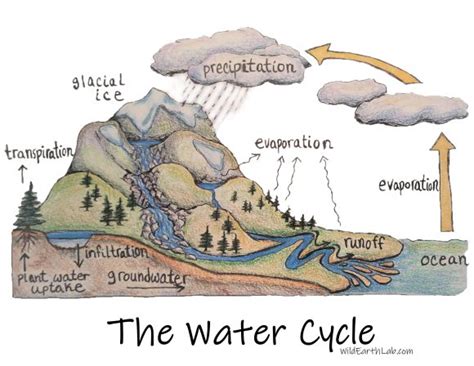 Water Cycle Diagram Labeled With Infiltration