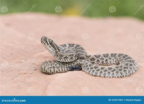 Macro of Wild Baby Prairie Rattlesnake Crotalus Viridis Stock Image ...