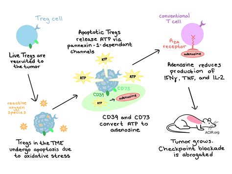 Treg cells are stronger dead than alive