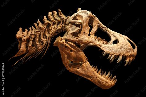 Foto de Skeleton of Tyrannosaurus rex ( T-rex ) on isolated background ...