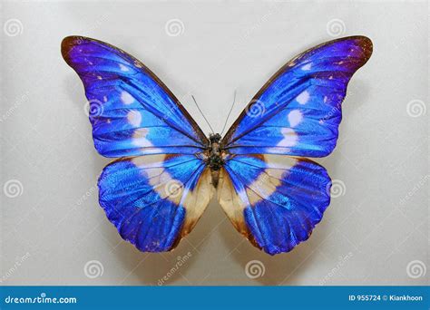 Morpho Helena Butterfly Stock Images - Image: 955724