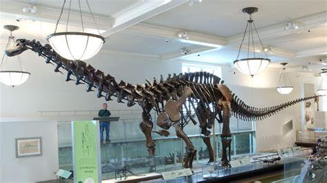 Apatosaurus: Sauropod First Displayed in 1905 | AMNH