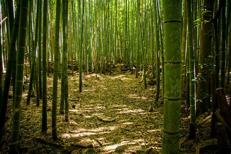 La forêt de bambous de Sagano ou bambouseraie de Arashiyama à Kyoto ...