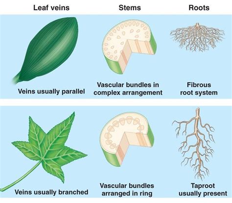 Recognizing Flowering Plants By Prepared Microscope Slide