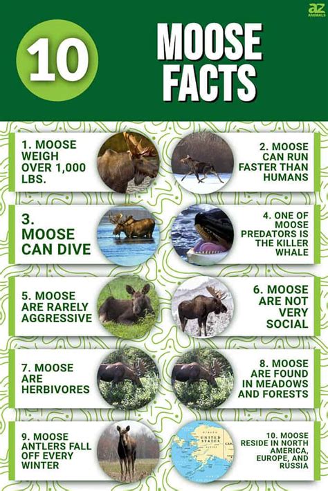 10 Fascinating Facts About Moose - A-Z Animals