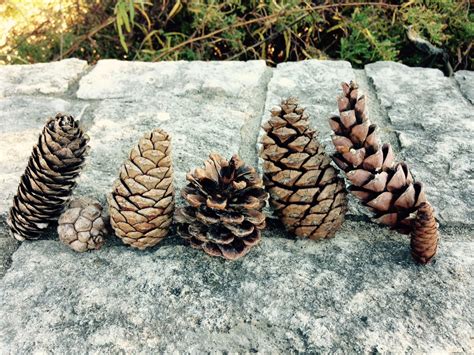 Ponderosa Pine Cones