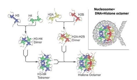 3. Schematic illustration of histones assembly into Nucleosome. Two ...