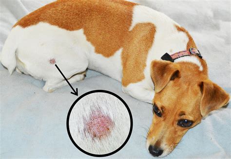 4 Natural Dog Ringworm Home Remedies You Should Have in Your Pet Check ...